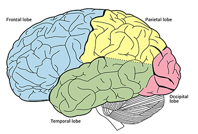 Placeholder image for Introduction to Brain Lobes